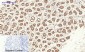 SOCS-1 Polyclonal Antibody